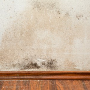 mold frequently asked questions nj